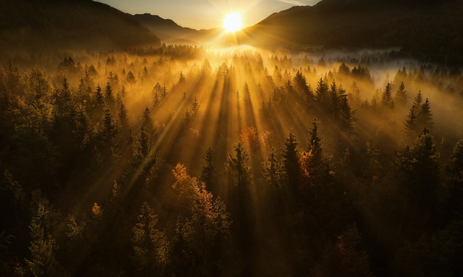 Sunrise breaking through misty pine trees - Meadowbrook Counseling